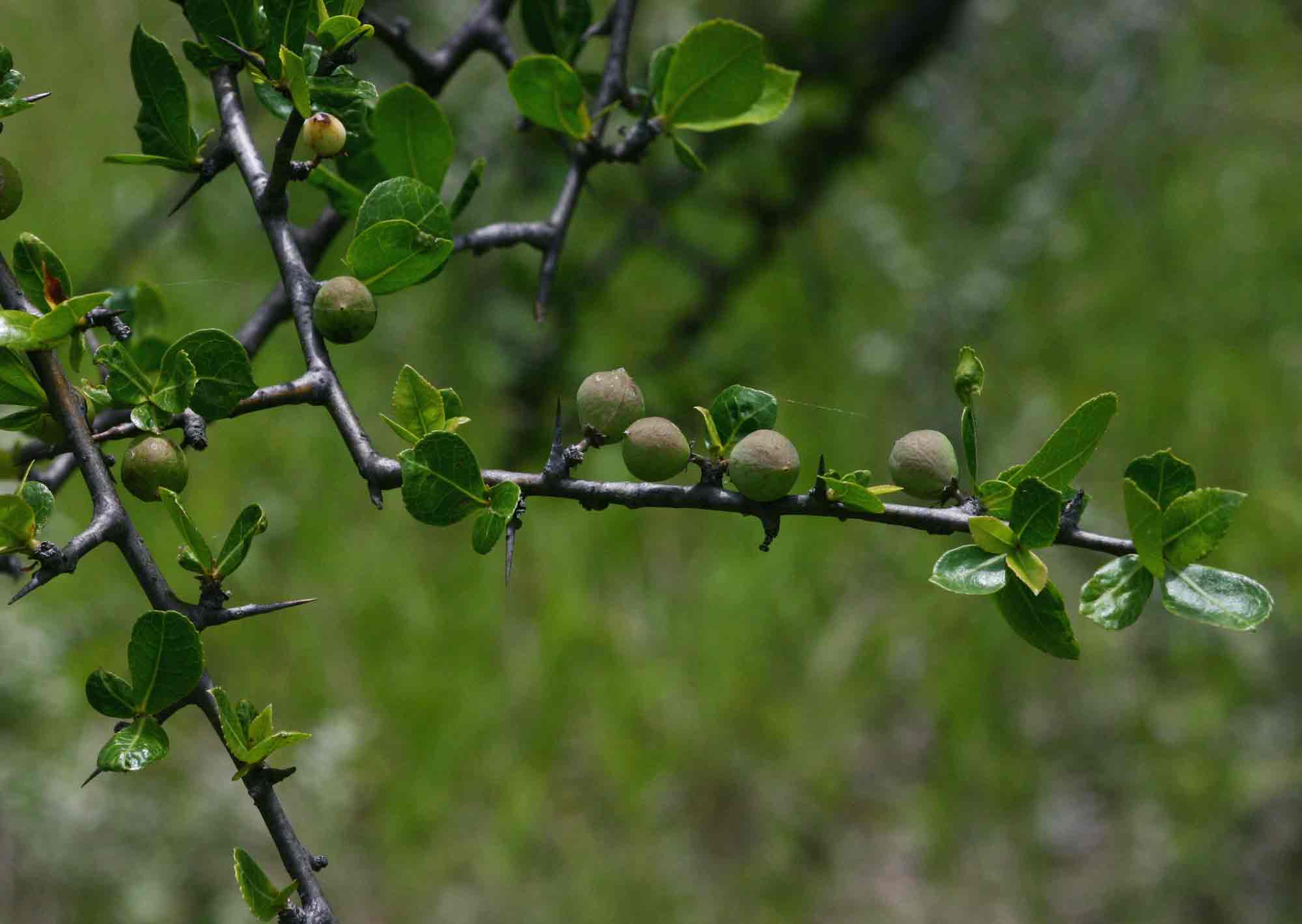 Commiphora glandulosa Commiphora glandulosa