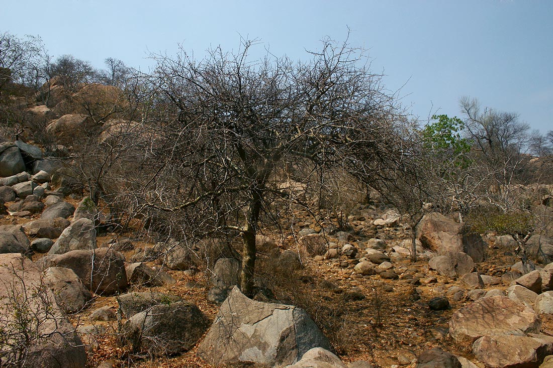 Commiphora glandulosa Commiphora glandulosa