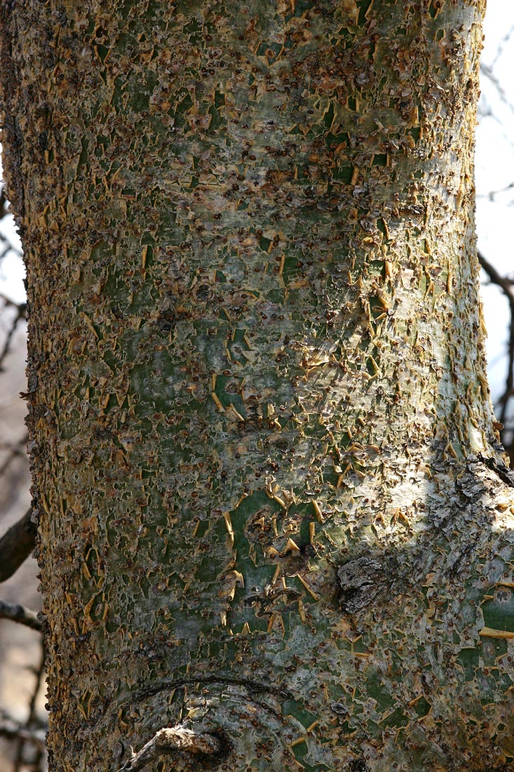Commiphora glandulosa Commiphora glandulosa