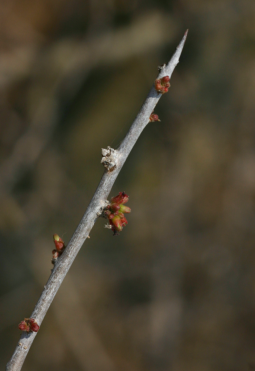 Commiphora glandulosa Commiphora glandulosa