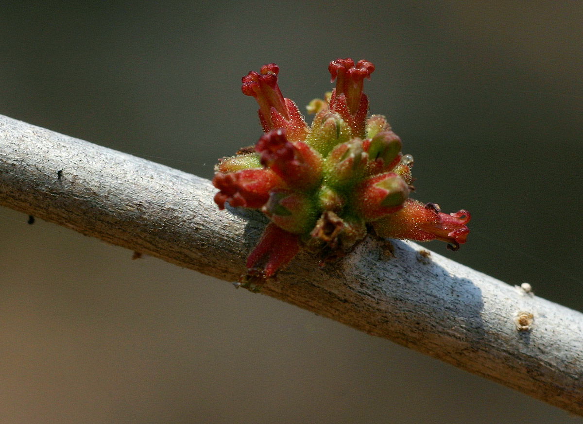 Commiphora glandulosa Commiphora glandulosa