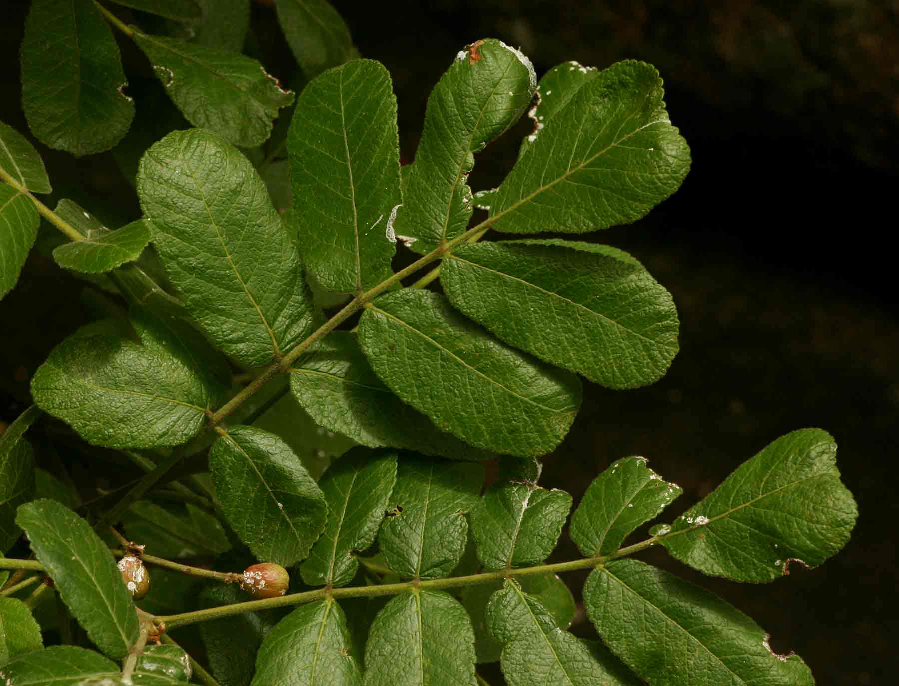 Commiphora marlothii Commiphora marlothii