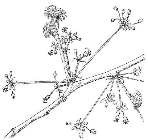 Commiphora mollis Commiphora mollis