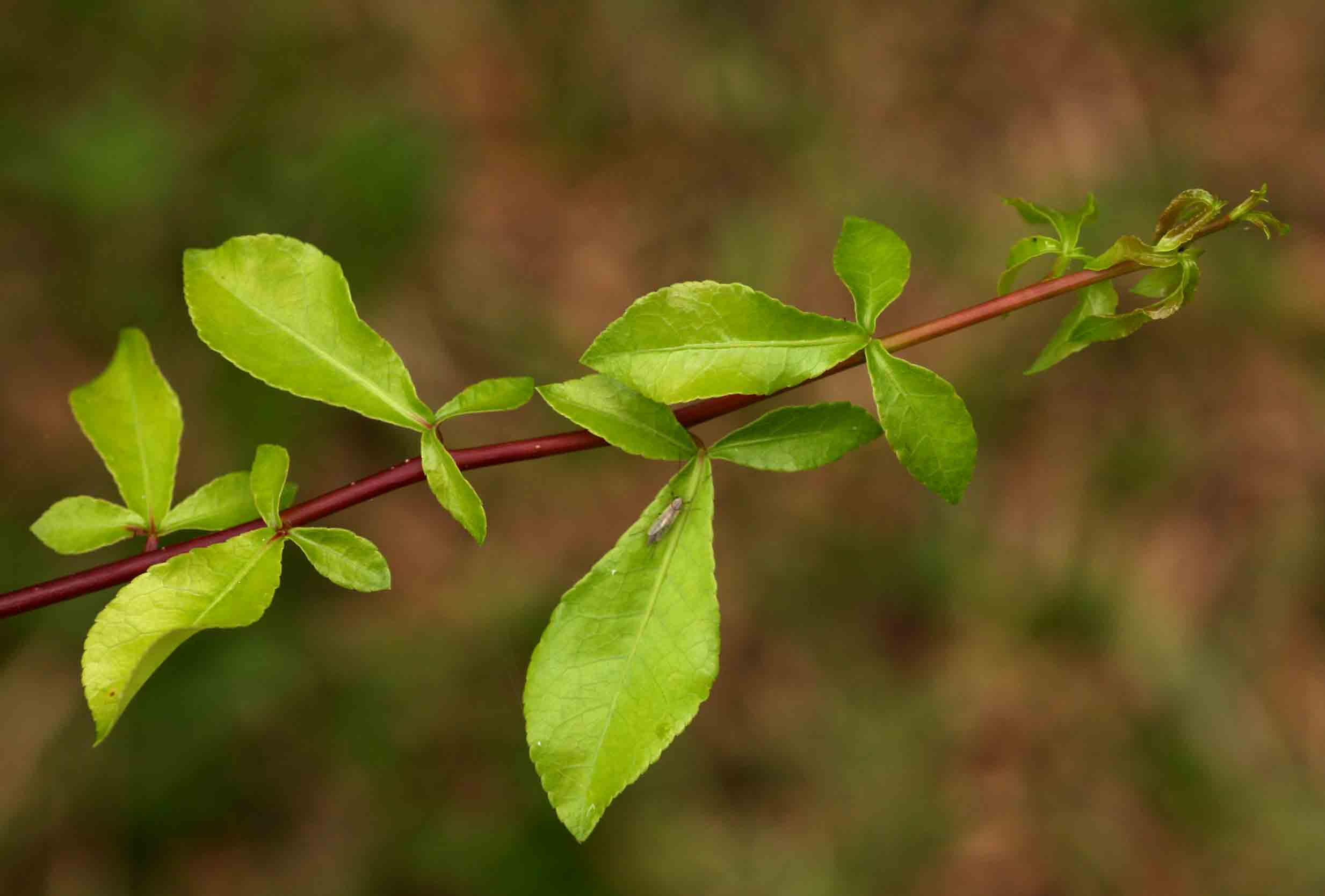 Commiphora pyracanthoides subsp. pyracanthoides