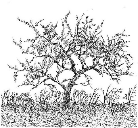 Commiphora pyracanthoides subsp. pyracanthoides