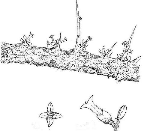 Commiphora pyracanthoides subsp. pyracanthoides