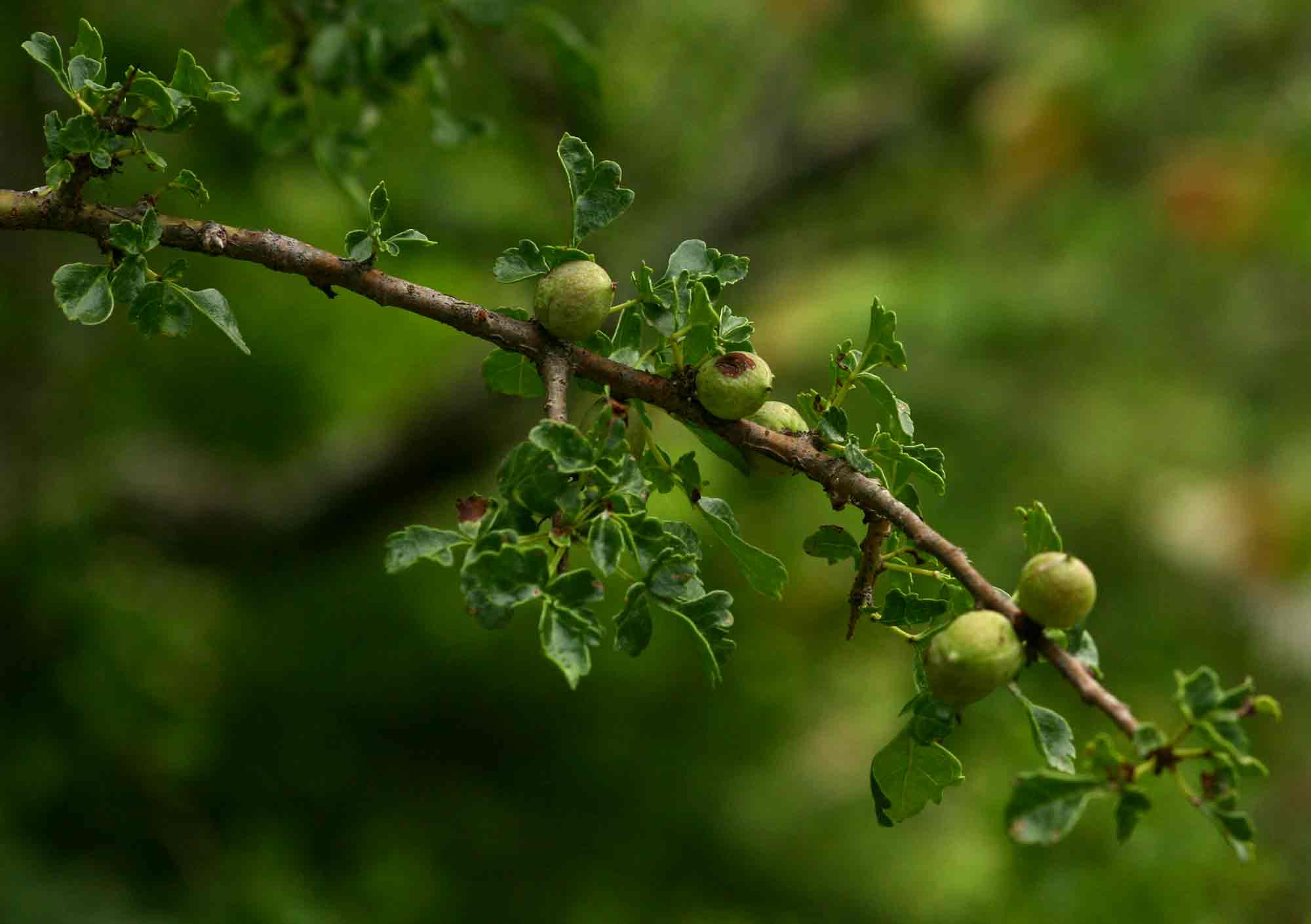Commiphora schimperi Commiphora schimperi