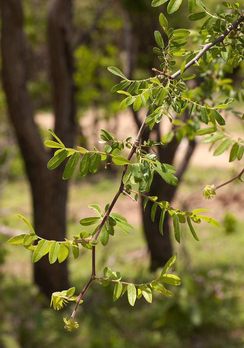 Commiphora ugogensis