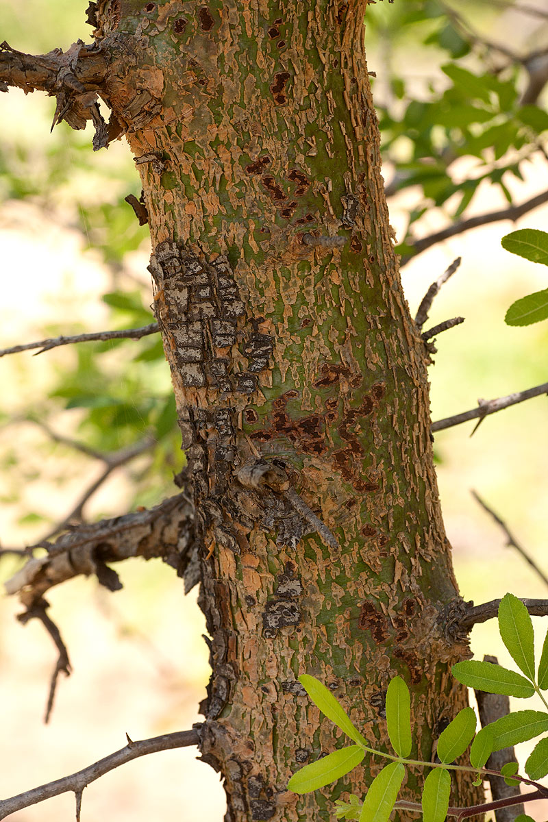Commiphora ugogensis Commiphora ugogensis