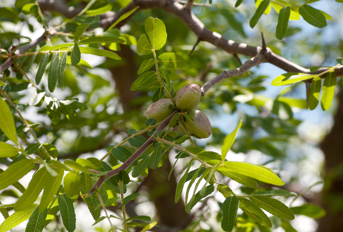 Commiphora ugogensis Commiphora ugogensis
