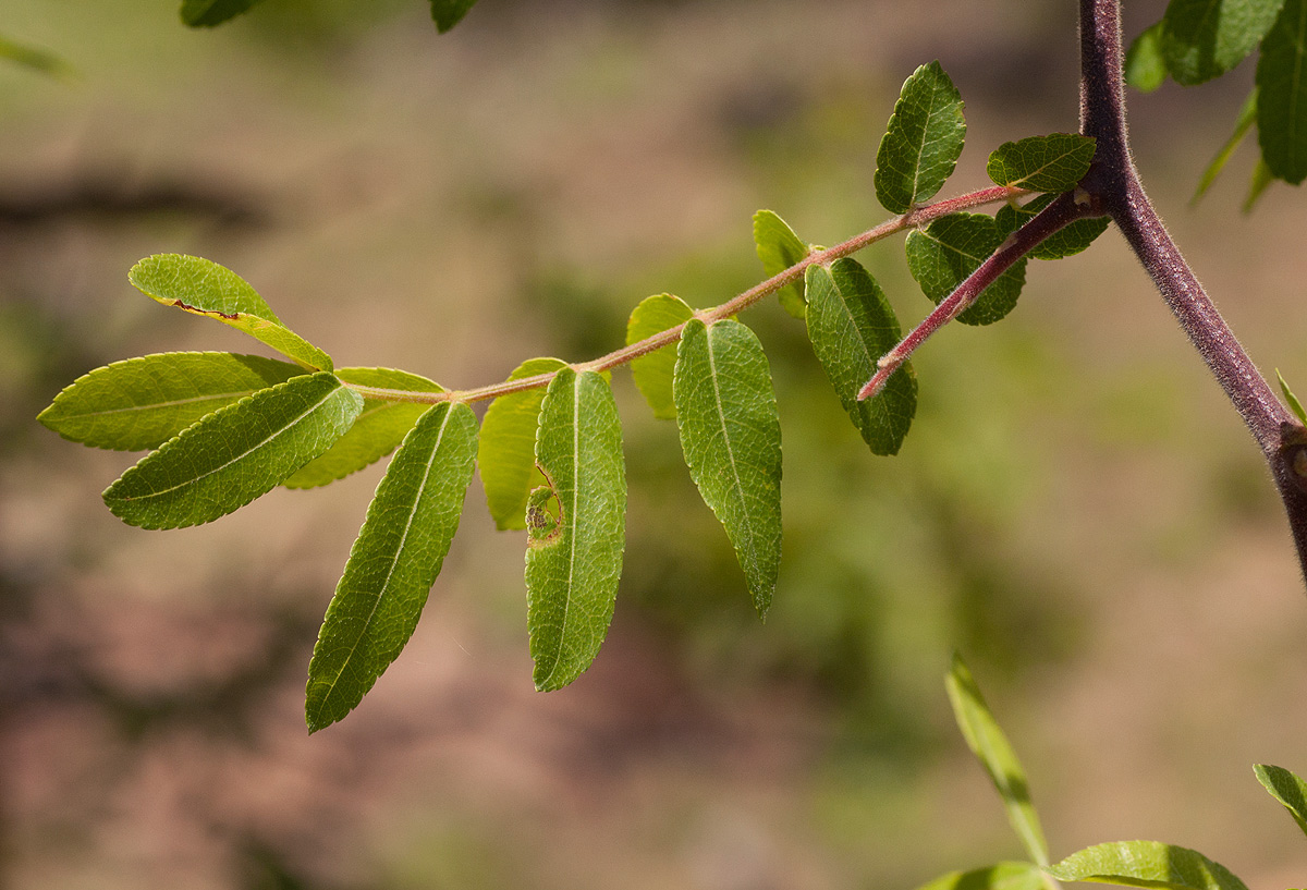 Commiphora ugogensis Commiphora ugogensis