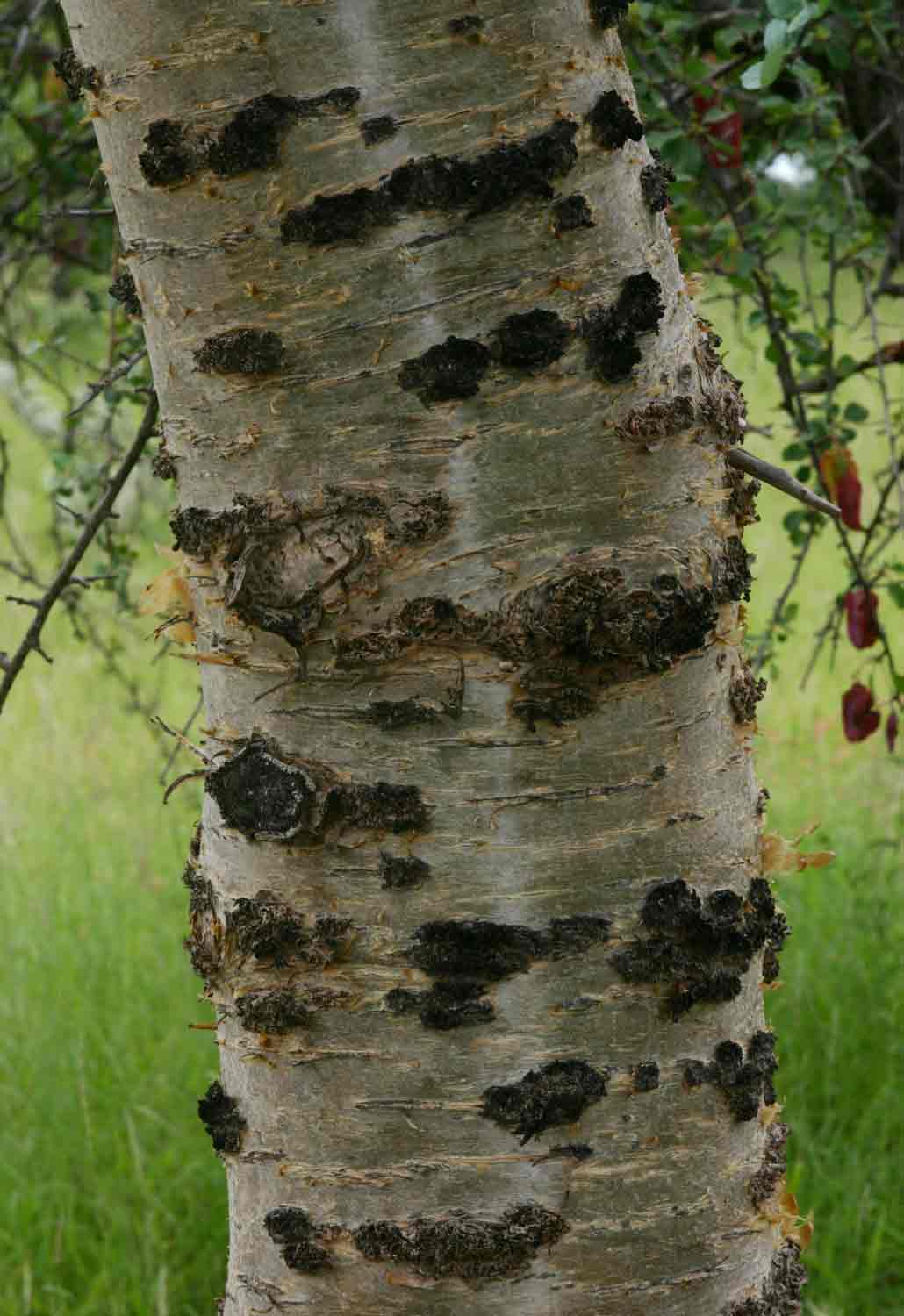Commiphora viminea