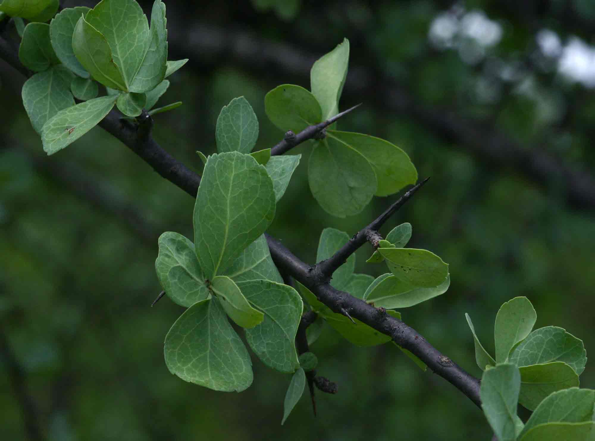 Commiphora viminea Commiphora viminea