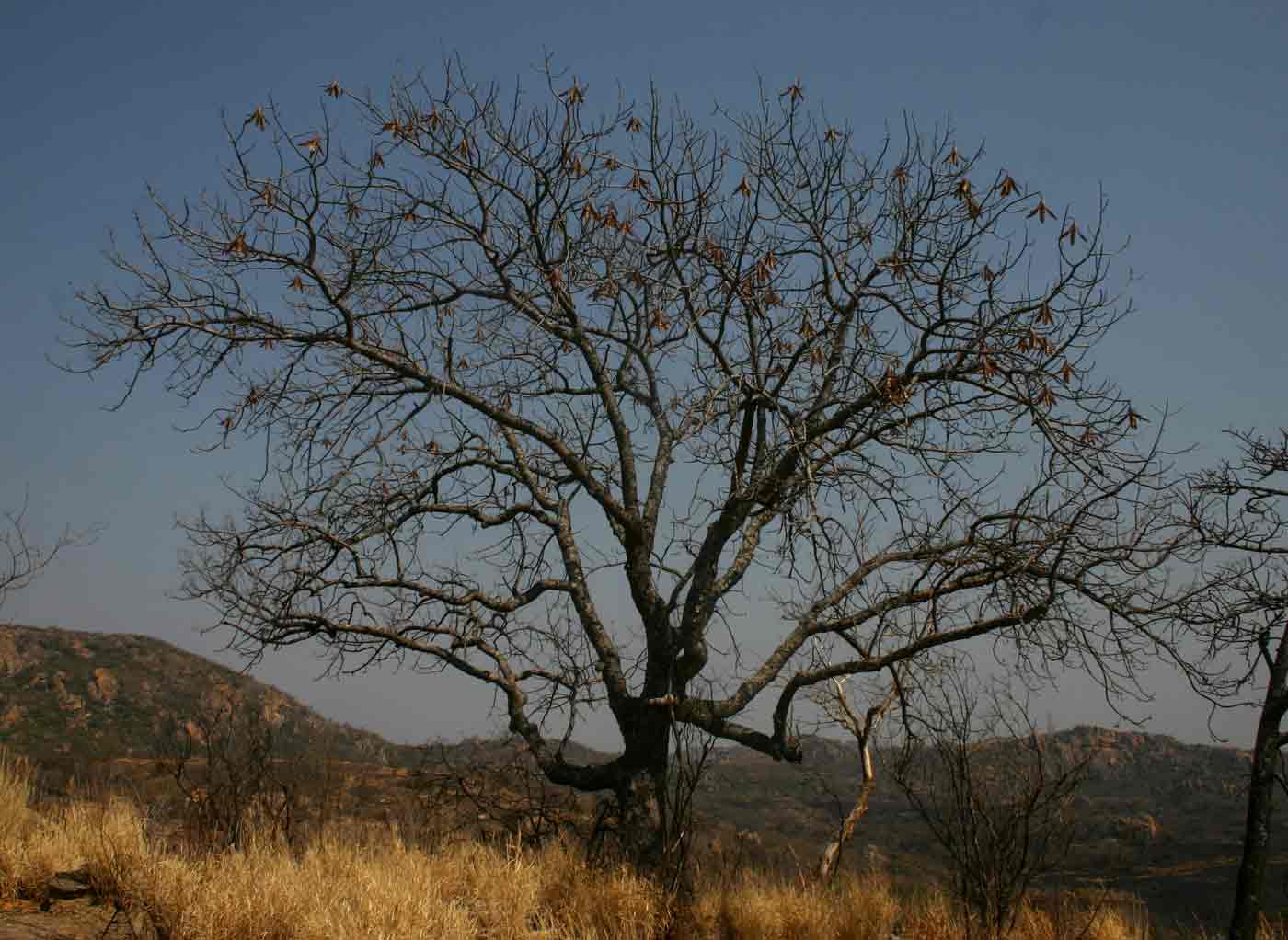 Entandrophragma caudatum Entandrophragma caudatum