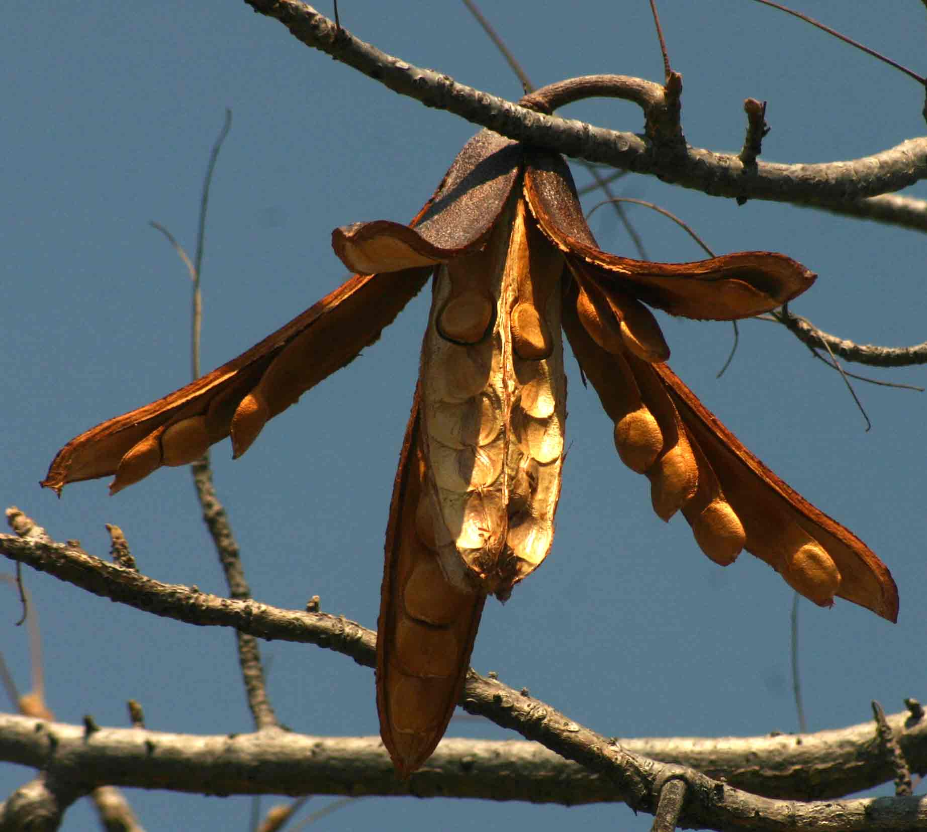 Entandrophragma caudatum