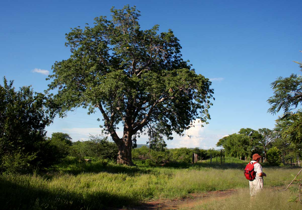 Entandrophragma caudatum Entandrophragma caudatum