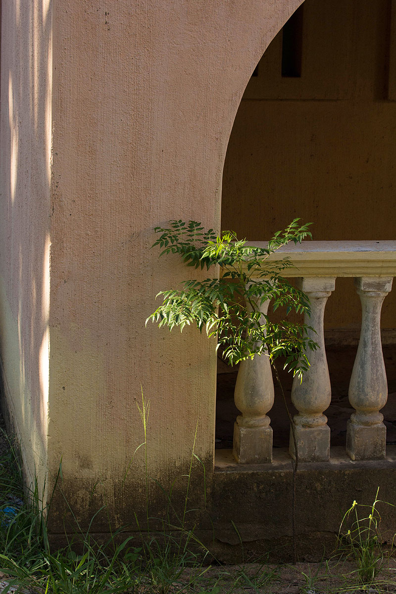 Melia azedarach Melia azedarach