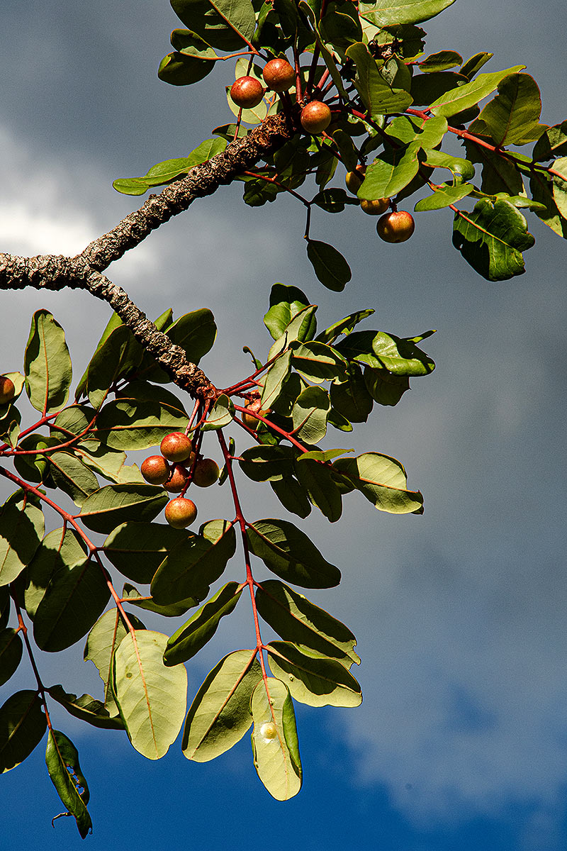 Ekebergia benguelensis Ekebergia benguelensis