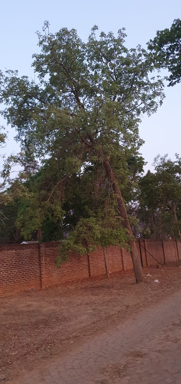 Ekebergia benguelensis