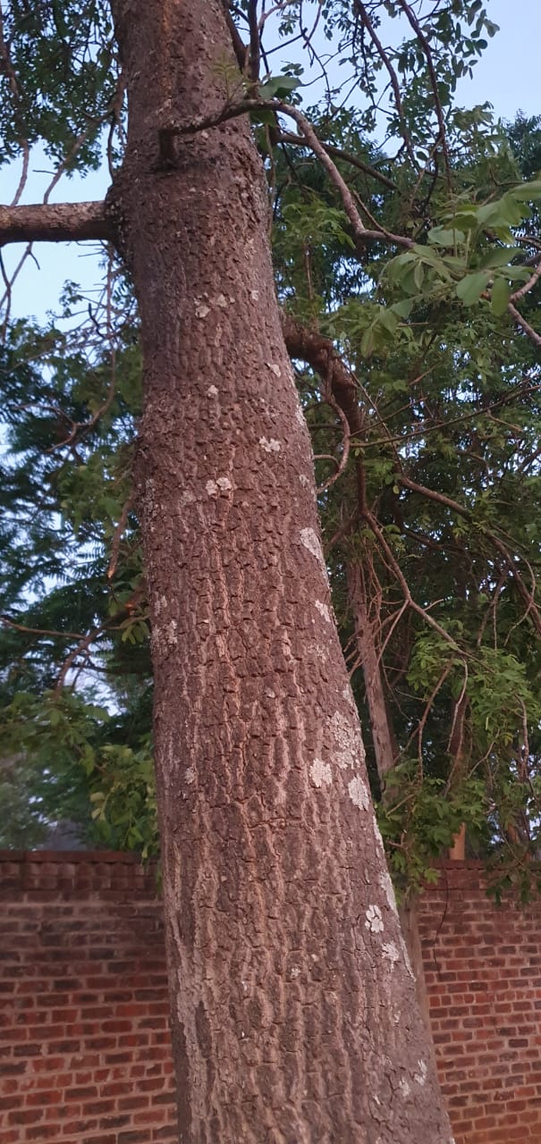 Ekebergia benguelensis Ekebergia benguelensis