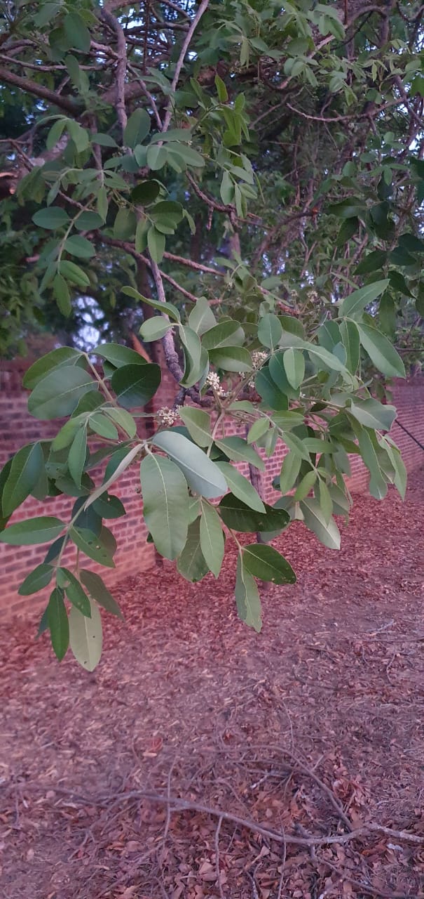Ekebergia benguelensis Ekebergia benguelensis