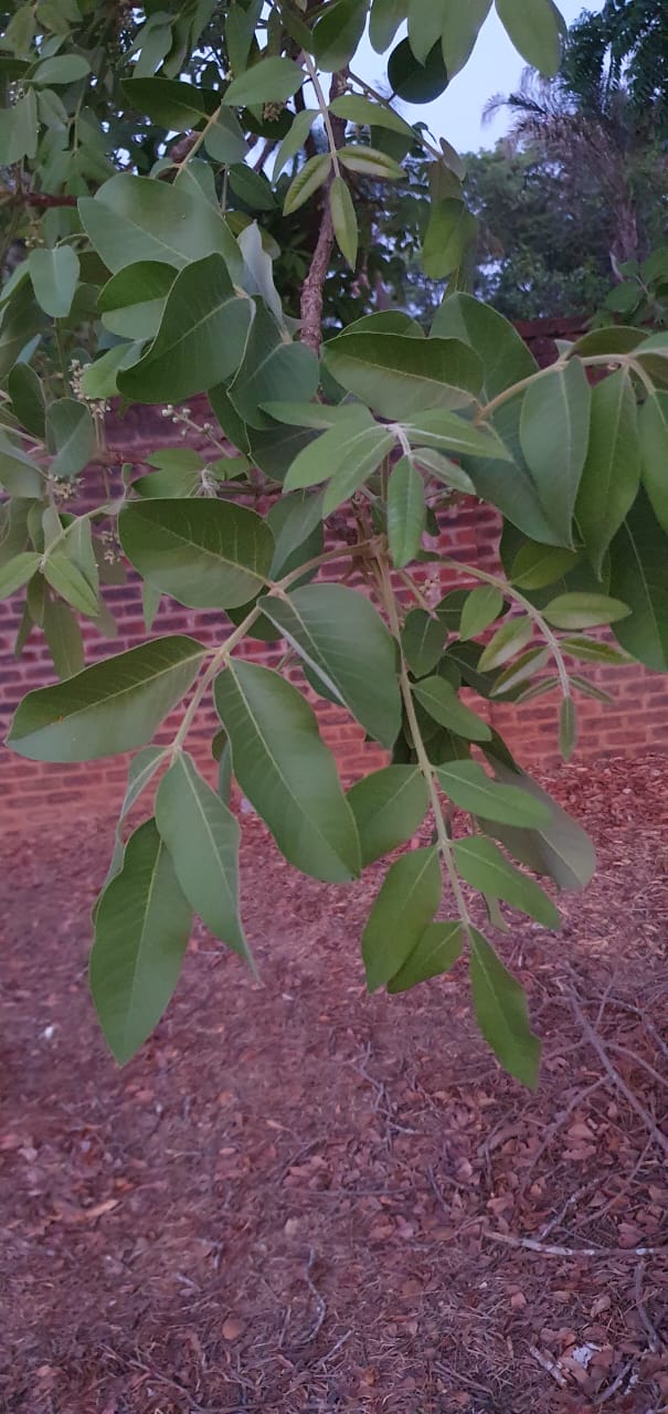 Ekebergia benguelensis