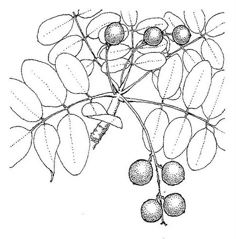 Ekebergia benguelensis Ekebergia benguelensis