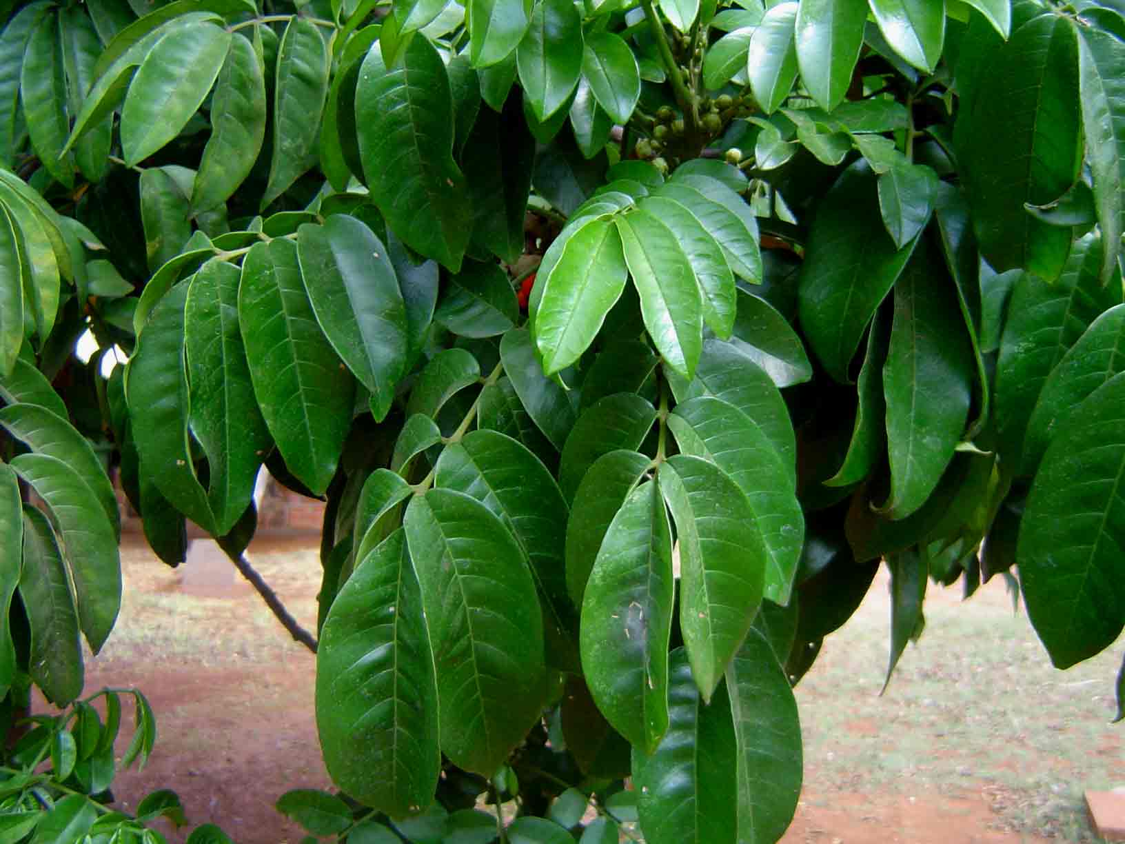 Trichilia dregeana Trichilia dregeana