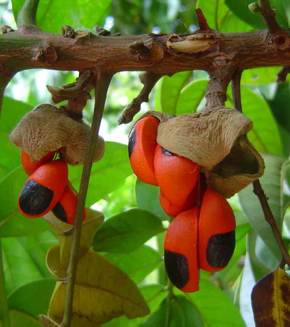 Trichilia dregeana Trichilia dregeana