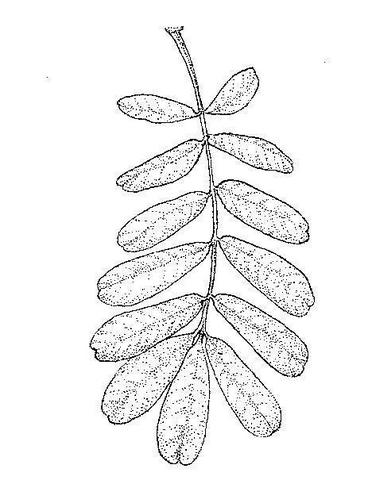 Trichilia emetica subsp. emetica