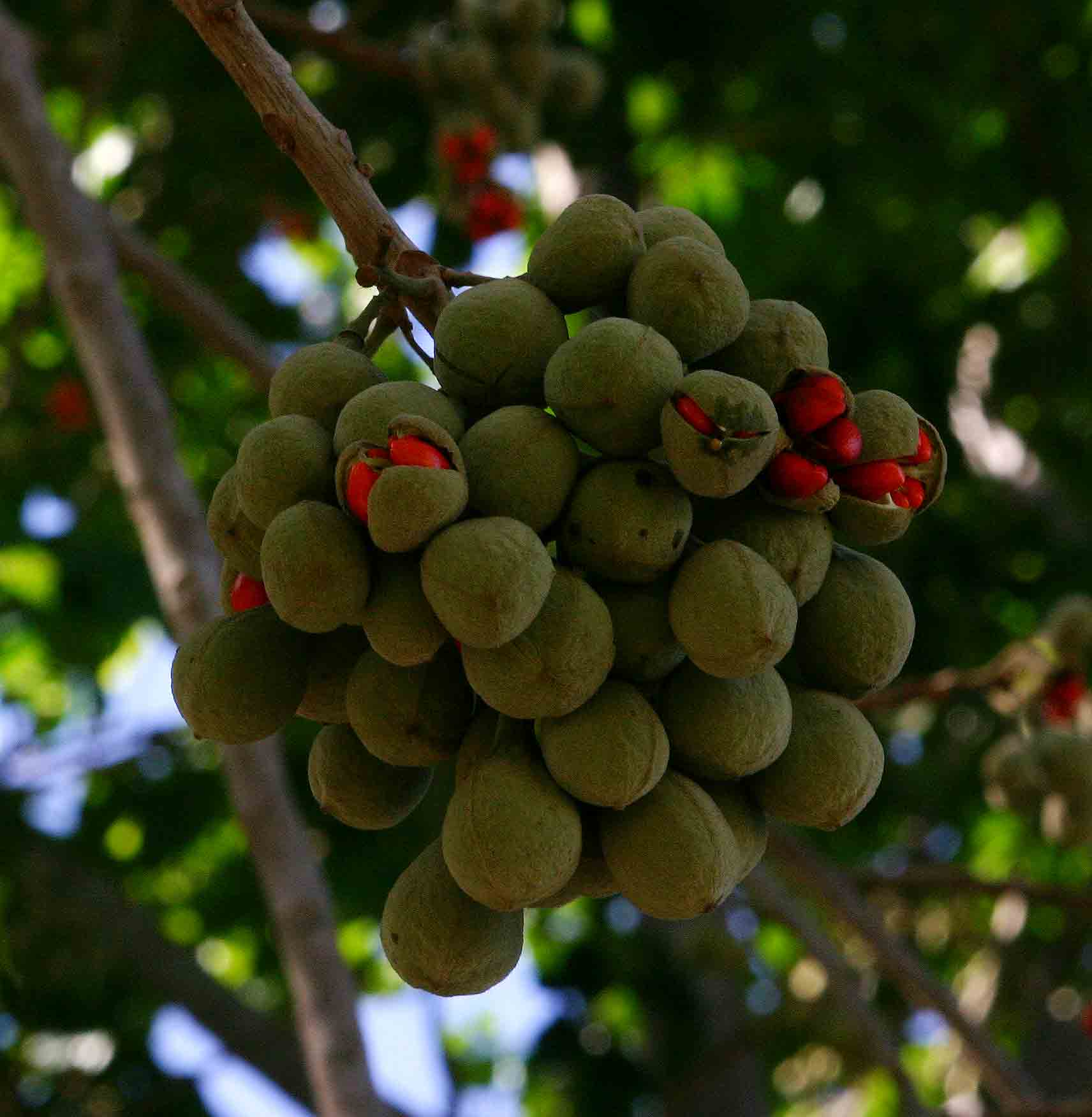 Trichilia emetica subsp. emetica