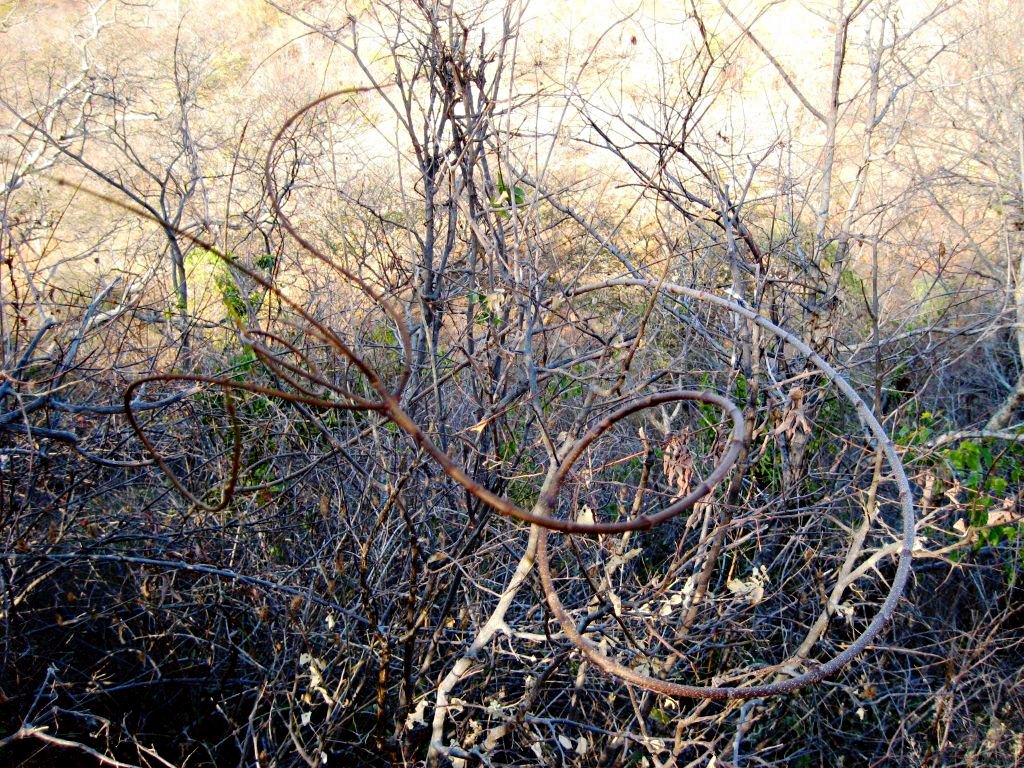 Triaspis macropteron subsp. massaiensis