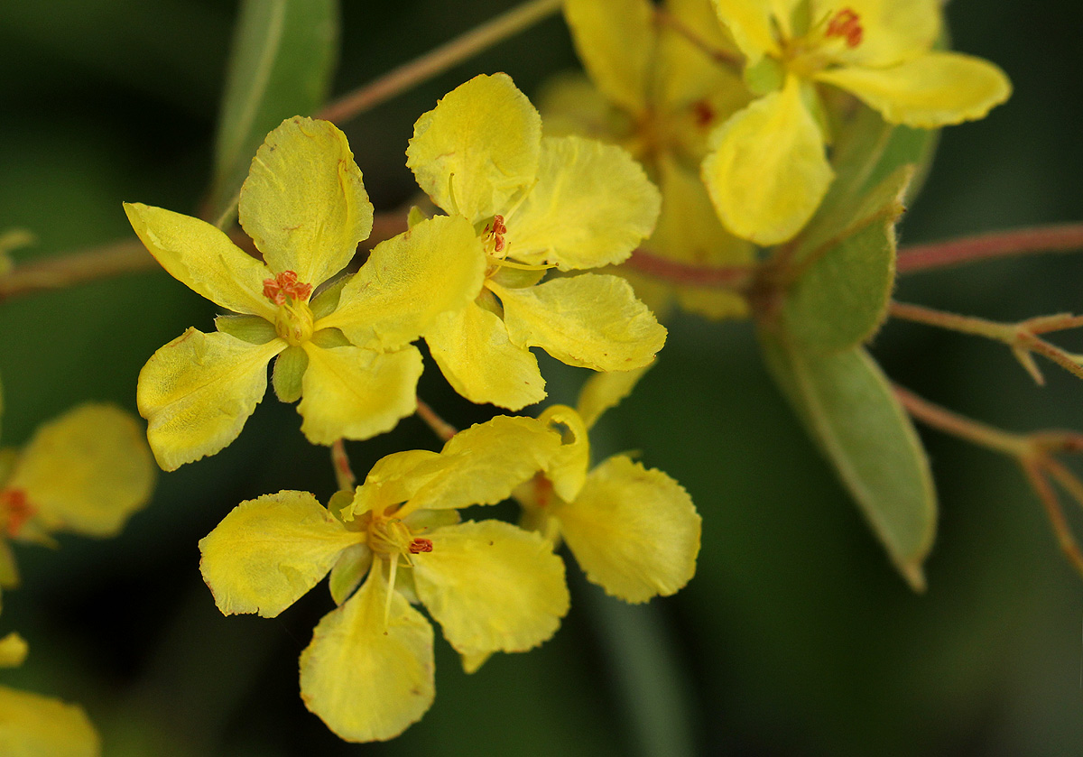 Sphedamnocarpus angolensis Sphedamnocarpus angolensis