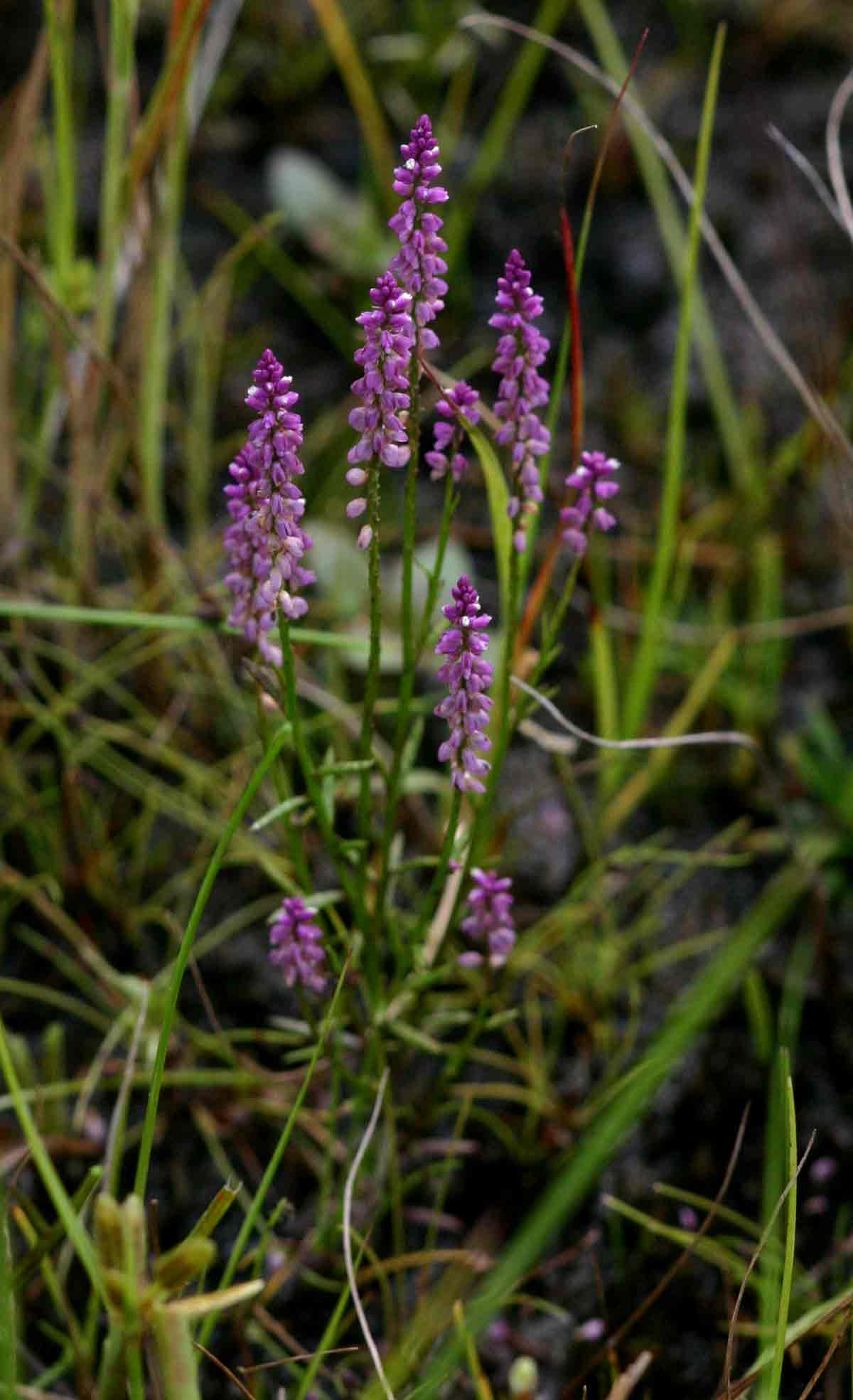 Polygala africana