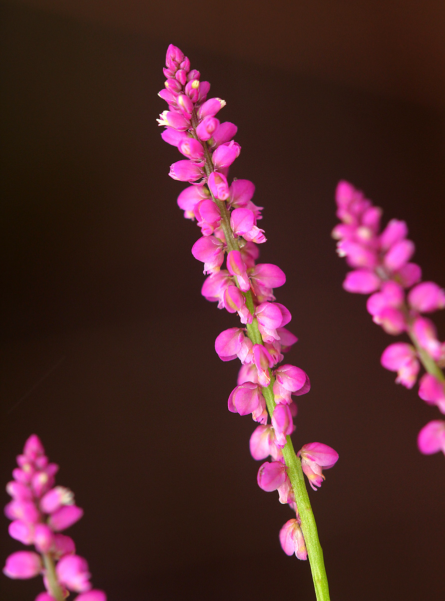 Polygala africana