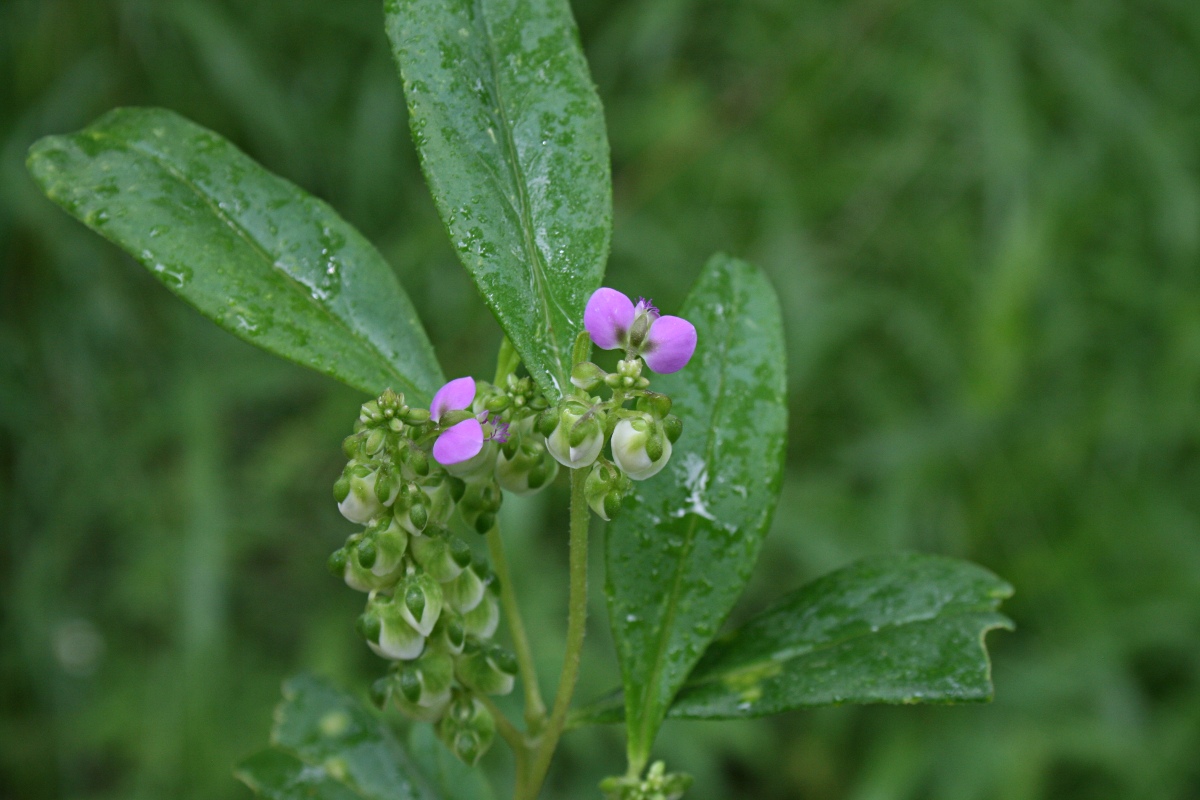 Polygala albida subsp. albida