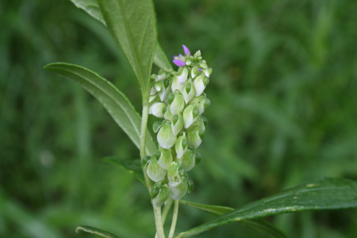 Polygala albida subsp. albida