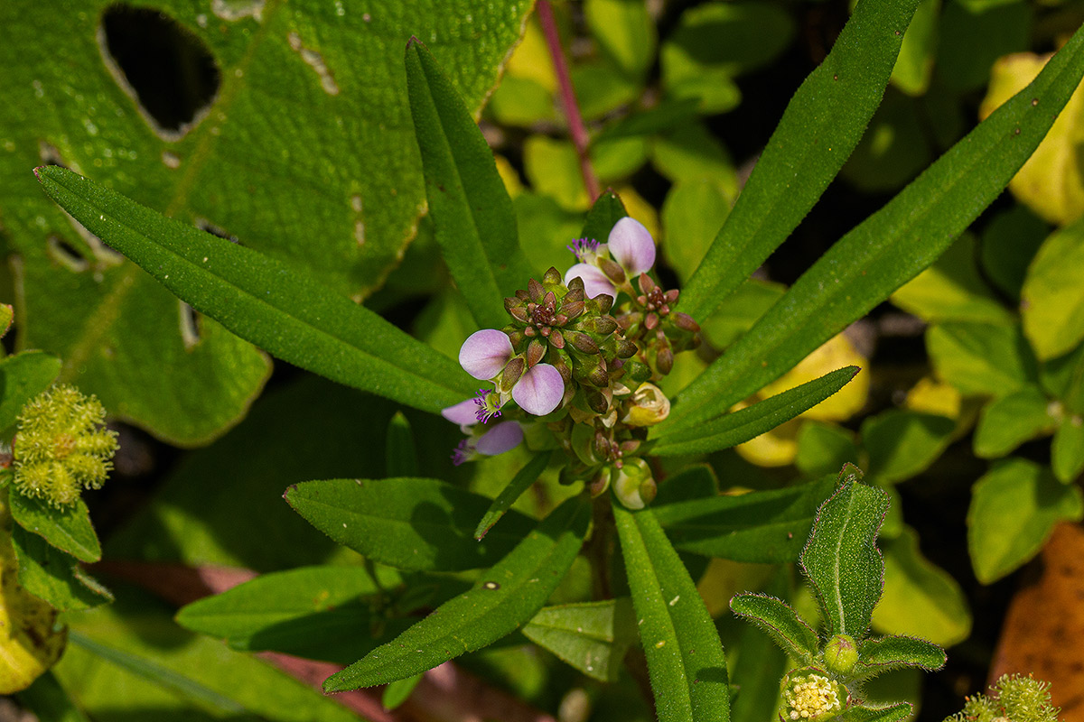 Polygala albida subsp. albida