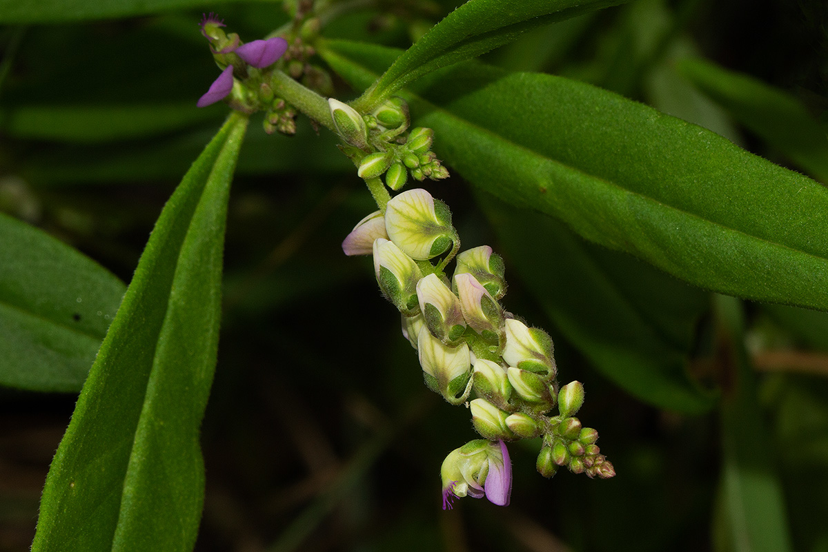 Polygala albida subsp. albida