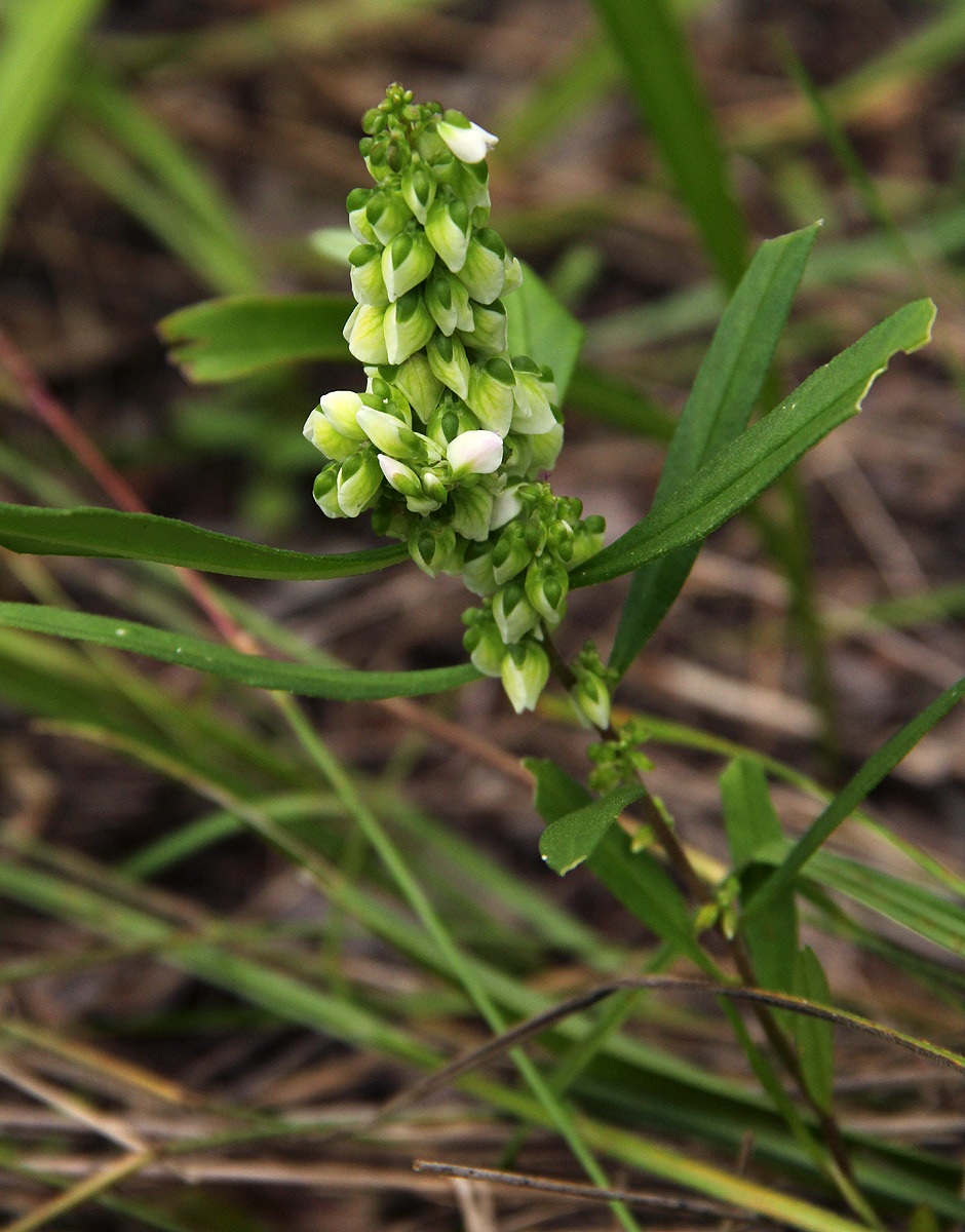 Polygala albida subsp. albida Polygala albida subsp. albida