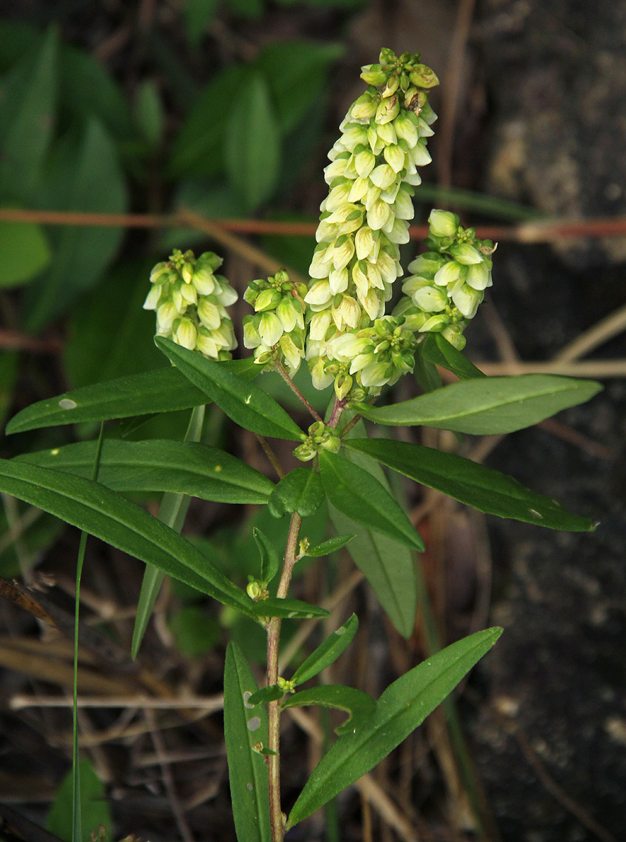 Polygala albida subsp. albida