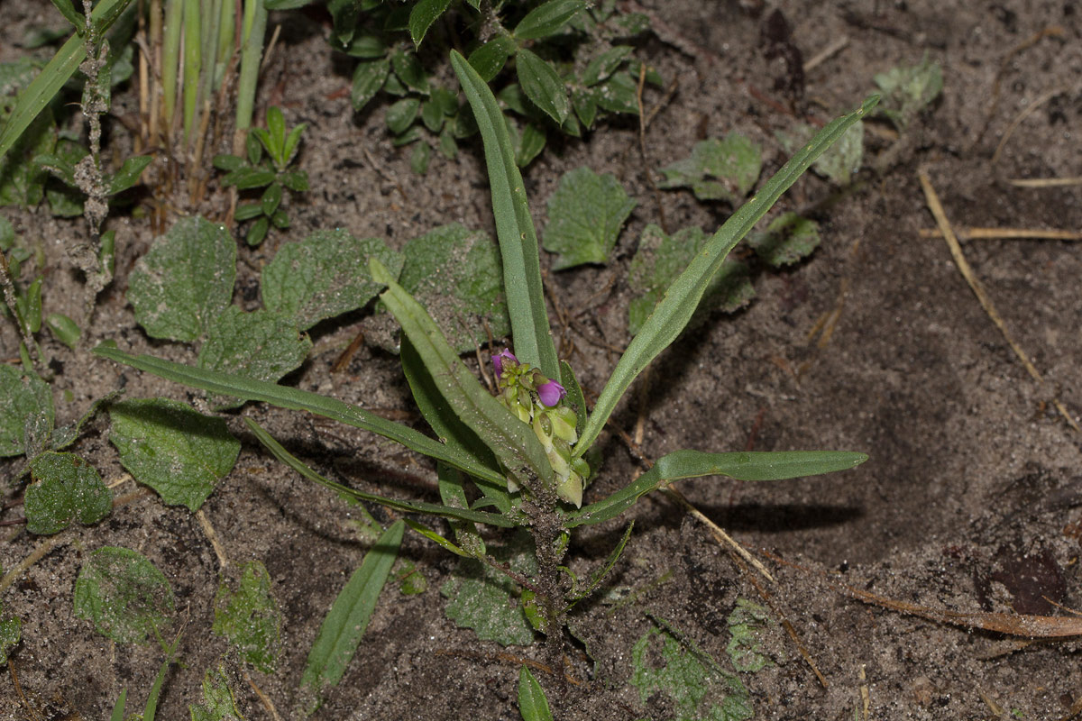 Polygala albida subsp. albida