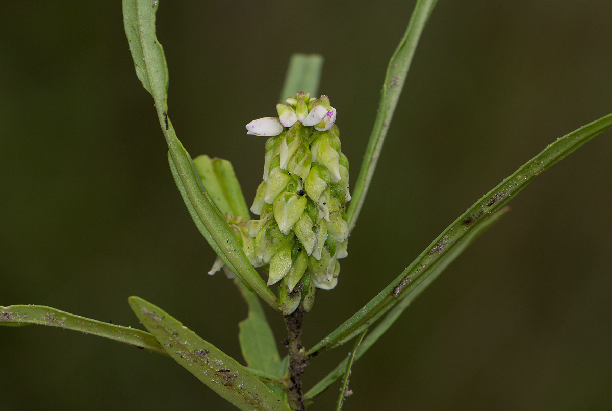 Polygala albida subsp. albida Polygala albida subsp. albida