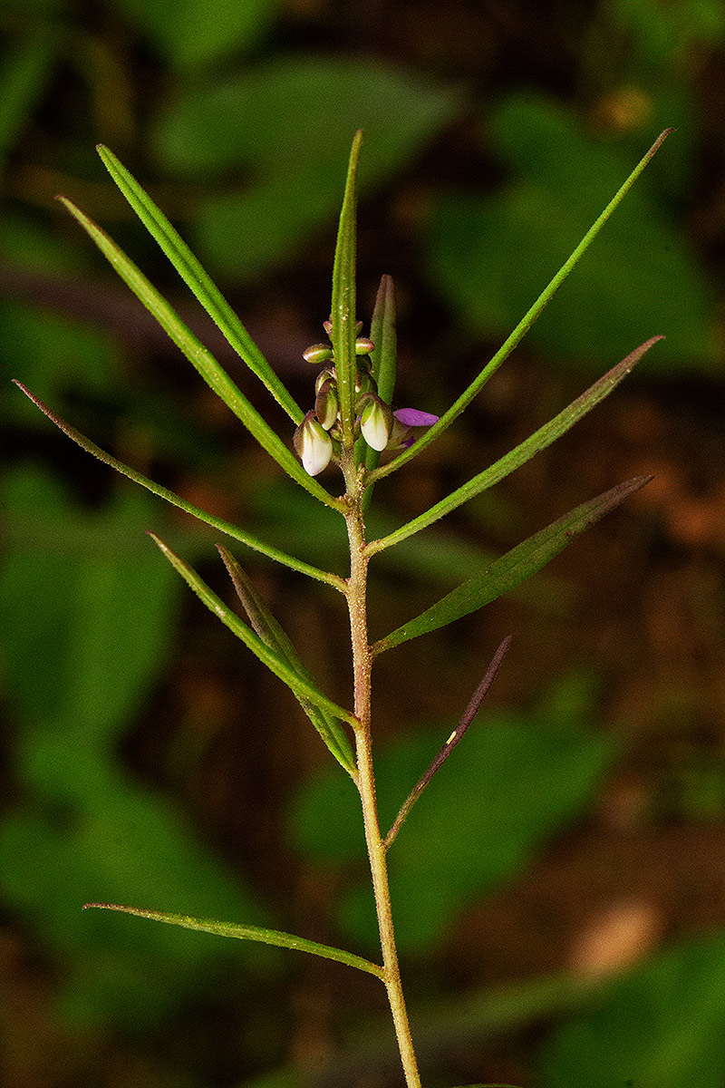 Polygala albida subsp. stanleyana
