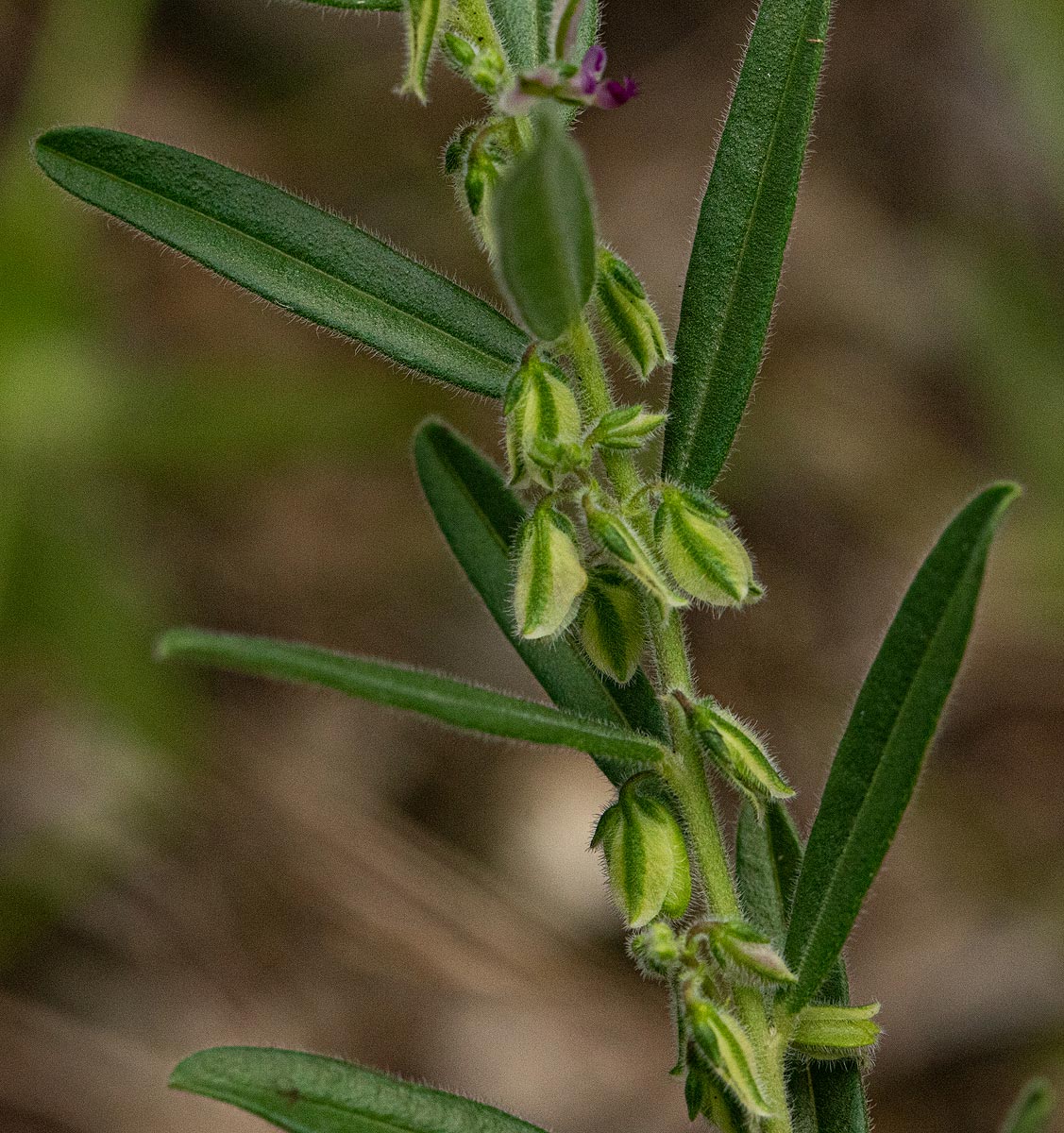 Polygala erioptera