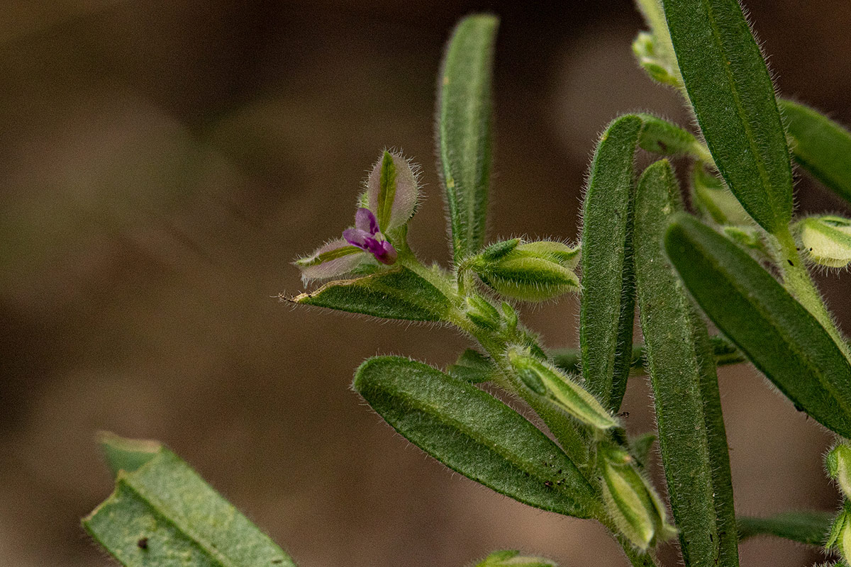 Polygala erioptera