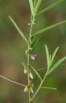 Polygala erioptera