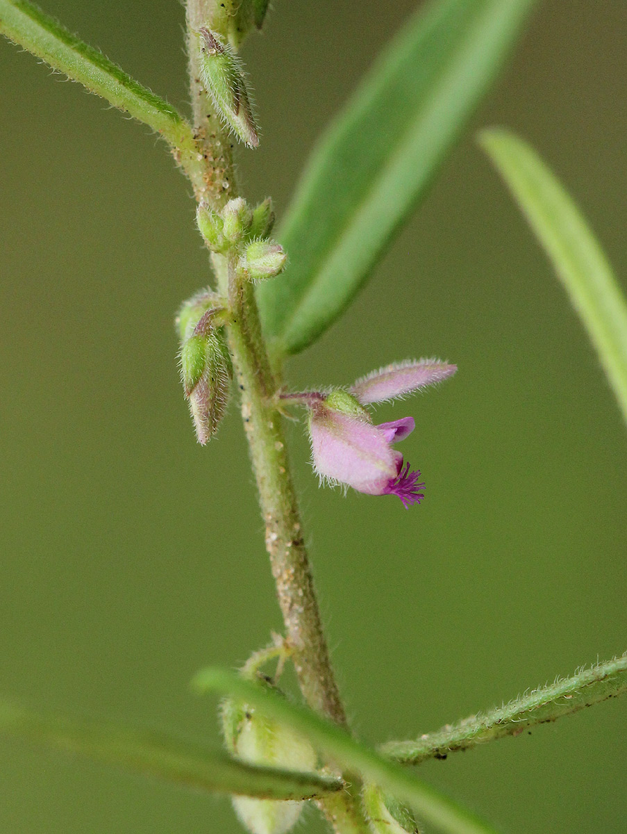 Polygala erioptera