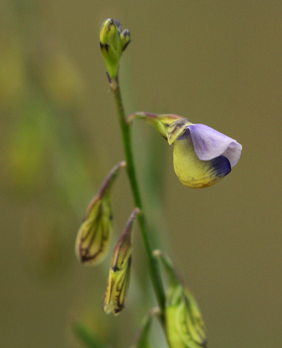Polygala petitiana subsp. petitiana var. petitiana