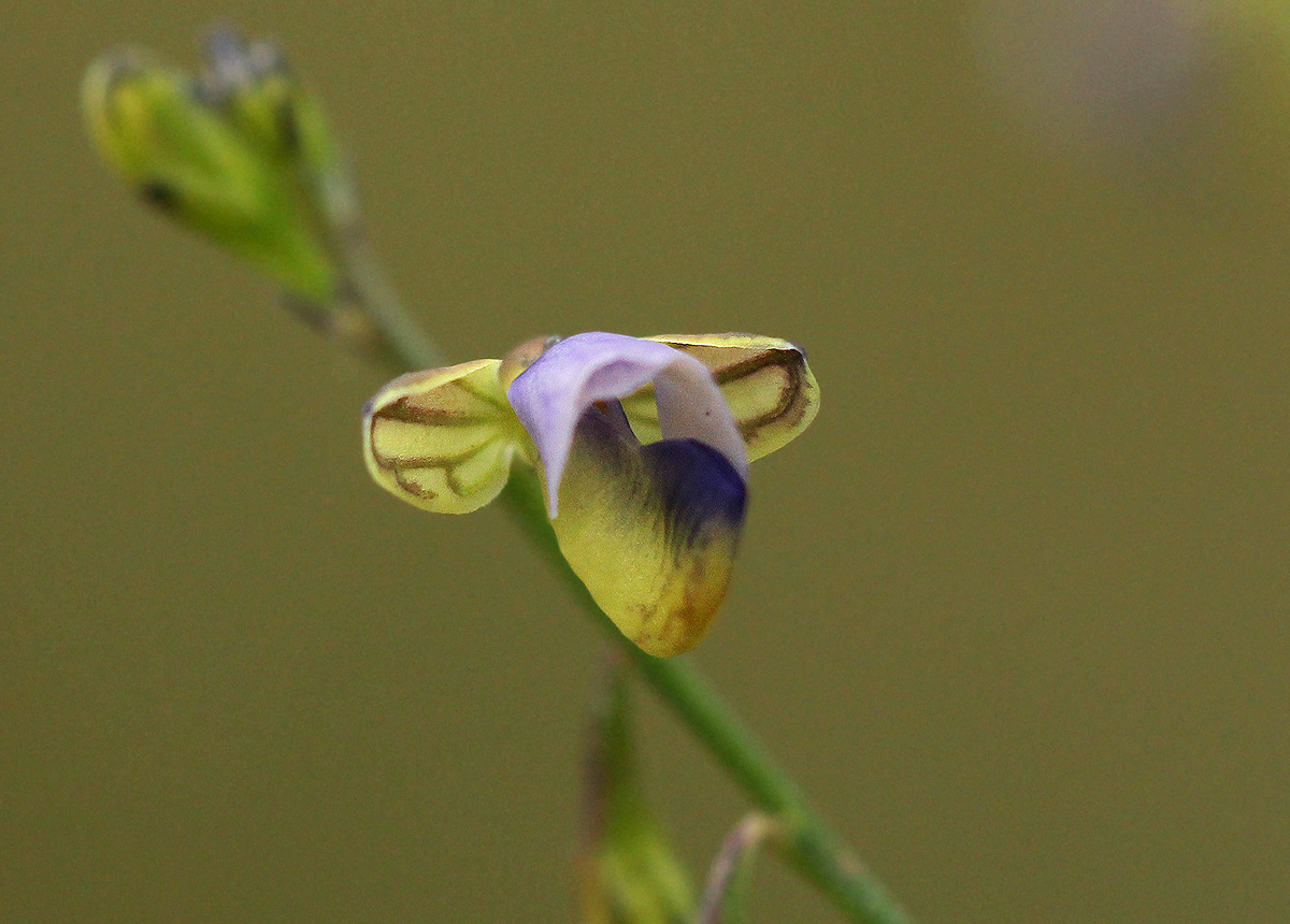 Polygala petitiana subsp. petitiana var. petitiana